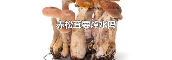 赤松茸要焯水吗