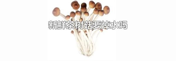 新鲜茶树菇要焯水吗