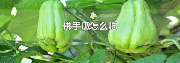 佛手瓜怎么吃