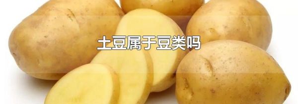 土豆属于豆类吗
