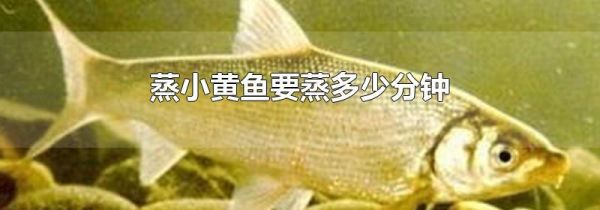 蒸小黄鱼要蒸多少分钟