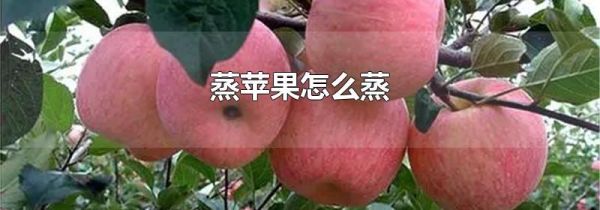蒸苹果怎么蒸