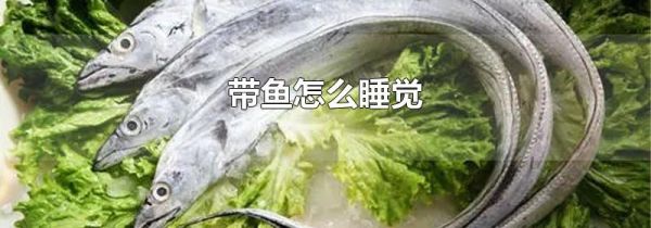 带鱼怎么睡觉