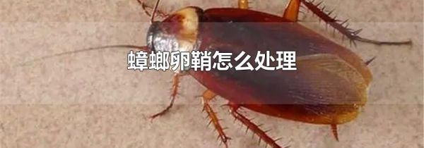 蟑螂卵鞘怎么处理