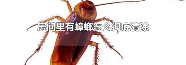 房间里有蟑螂怎么彻底清除