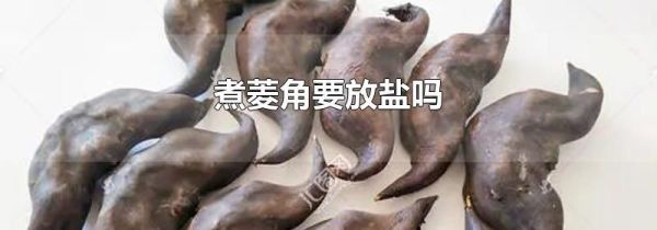 煮菱角要放盐吗