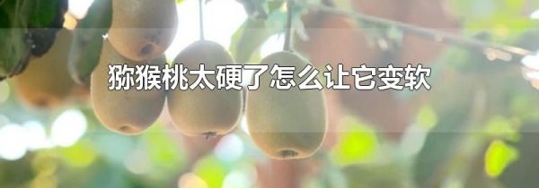 猕猴桃太硬了怎么让它变软