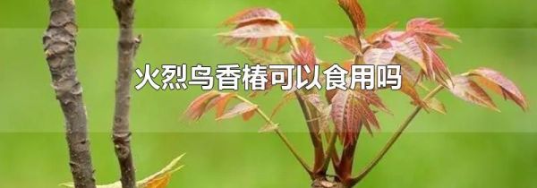 火烈鸟香椿可以食用吗