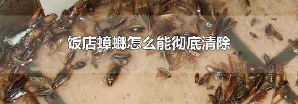 饭店蟑螂怎么能彻底清除