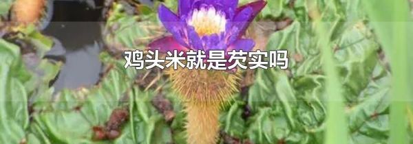 鸡头米就是芡实吗