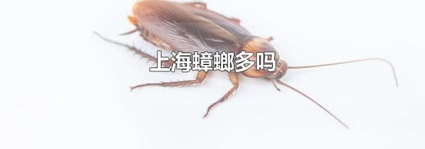 上海蟑螂多吗