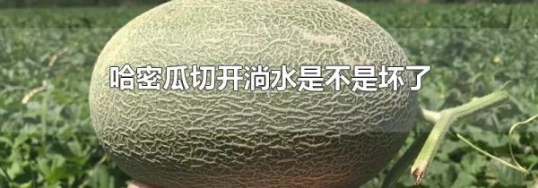 哈密瓜切开淌水是不是坏了