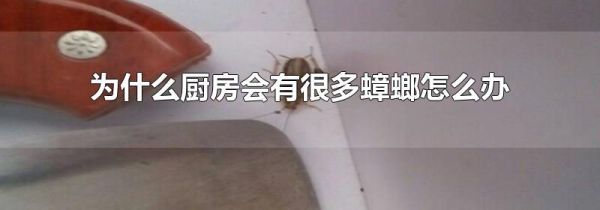 为什么厨房会有很多蟑螂怎么办