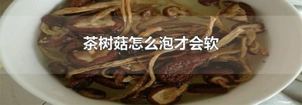 茶树菇怎么泡才会软