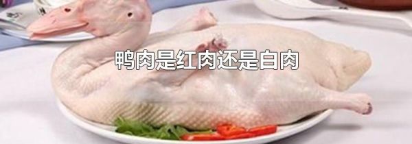 鸭肉是红肉还是白肉