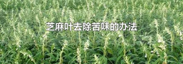 芝麻叶去除苦味的办法