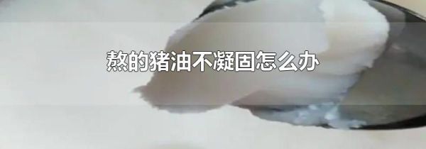 熬的猪油不凝固怎么办