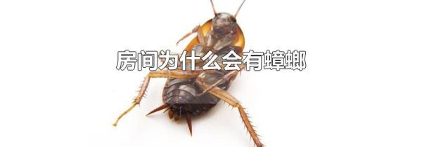 房间为什么会有蟑螂