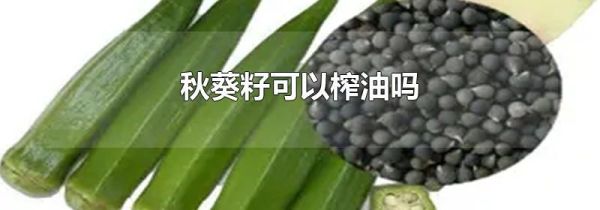 秋葵籽可以榨油吗