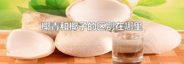 椰青和椰子的区别在哪里