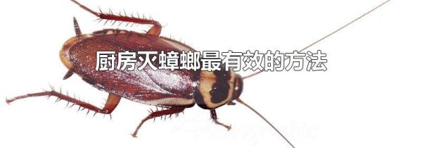 厨房灭蟑螂最有效的方法