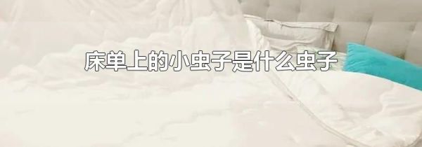 床单上的小虫子是什么虫子