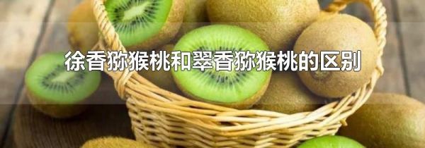 徐香猕猴桃和翠香猕猴桃的区别