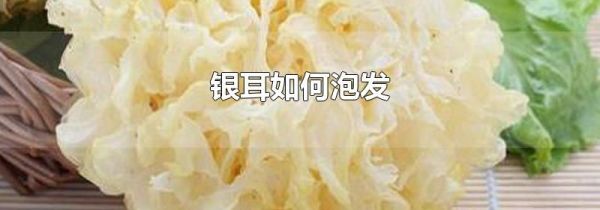 银耳如何泡发
