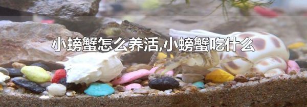 小螃蟹怎么养活,小螃蟹吃什么