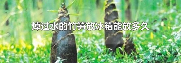 焯过水的竹笋放冰箱能放多久