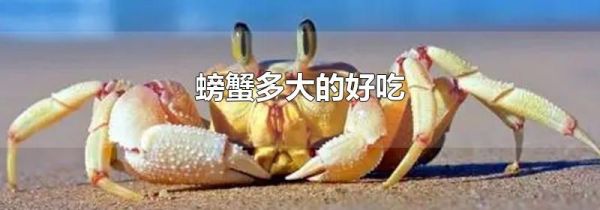 螃蟹多大的好吃