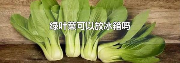 绿叶菜可以放冰箱吗