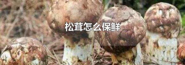 松茸怎么保鲜