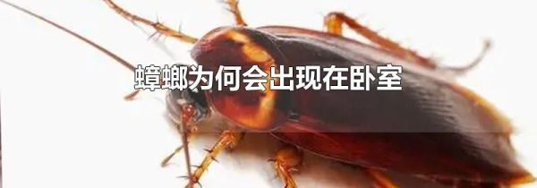 蟑螂为何会出现在卧室