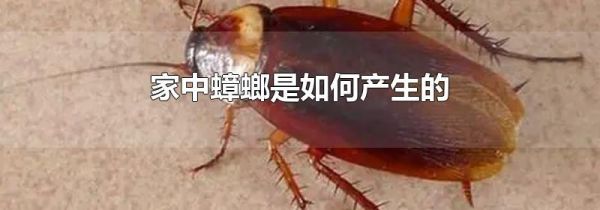 家中蟑螂是如何产生的