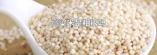 高粱米是粗粮吗