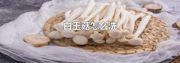 白玉菇怎么洗