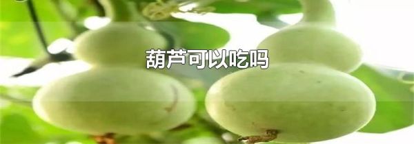 葫芦可以吃吗