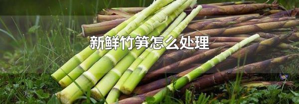 新鲜竹笋怎么处理