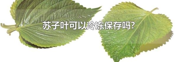 苏子叶可以冷冻保存吗?
