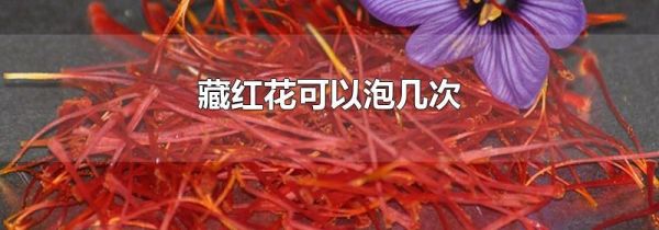 藏红花可以泡几次