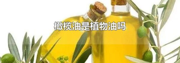 橄榄油是植物油吗