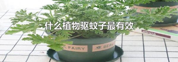 什么植物驱蚊子最有效