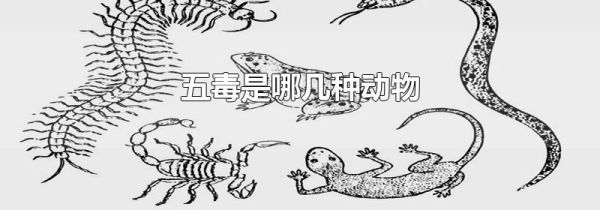五毒是哪几种动物