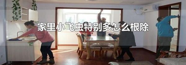 家里小飞虫特别多怎么根除