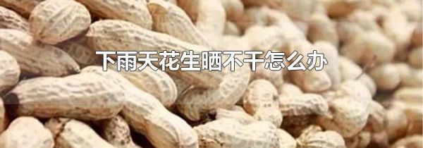 下雨天花生晒不干怎么办