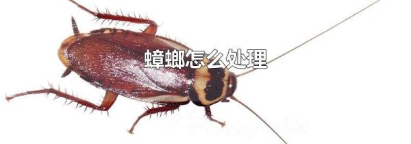 蟑螂怎么处理