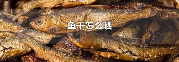鱼干怎么晒