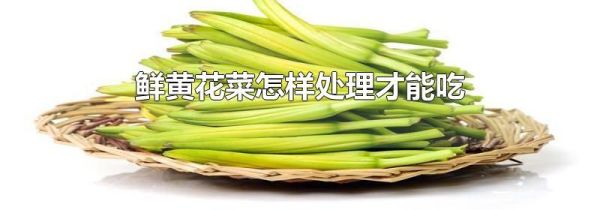 鲜黄花菜怎样处理才能吃