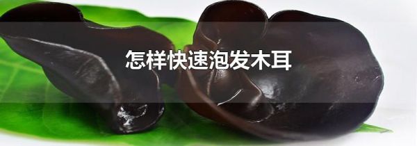 怎样快速泡发木耳